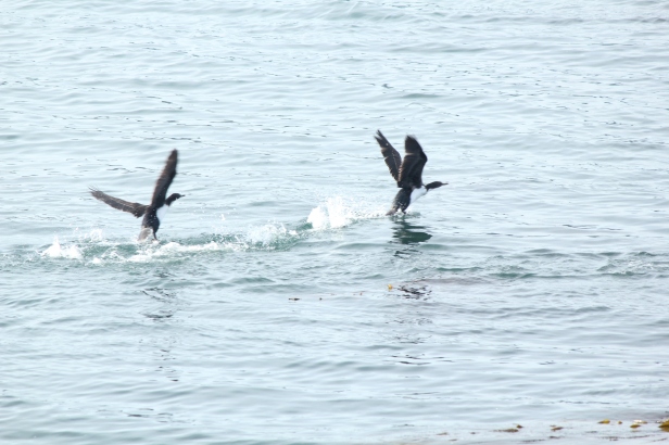 Sea birds taking off