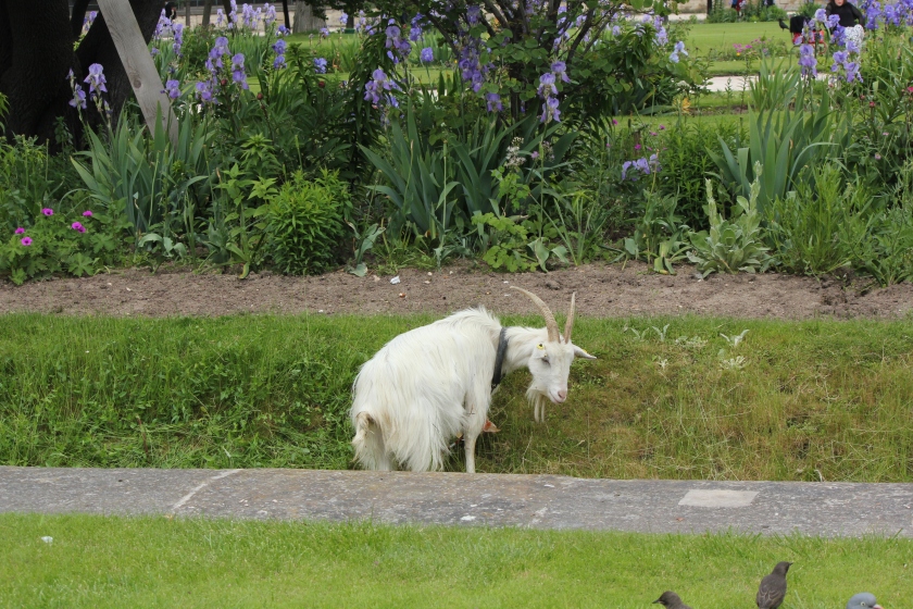Goat helping to mow the grass in Jardin de Tuileries